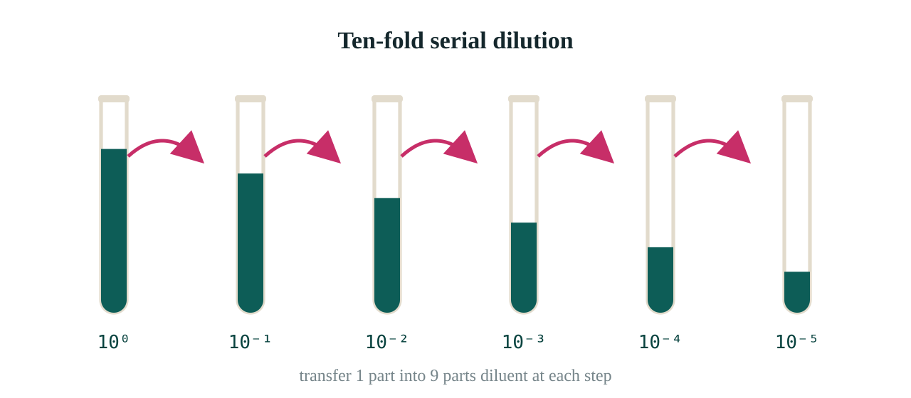 A ten-fold serial dilution: each tube is one tenth the concentration of the one before it.